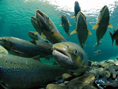 Nghiên cứu cung cấp động lực mới cho nuôi cá hồi chọn lọc