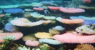 Cách xác định san hô bị căng thẳng do nhiệt