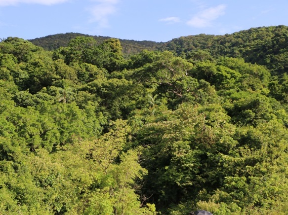 Thành công ở Amazon: Giảm nạn phá rừng